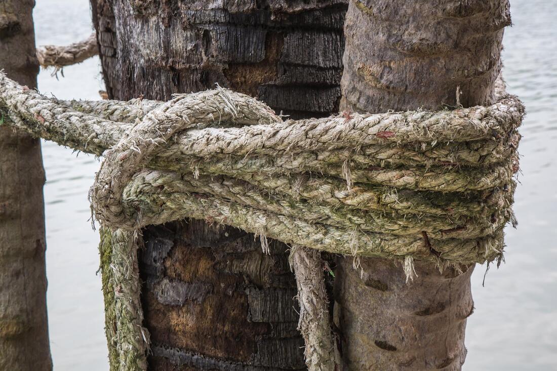 a rope on a tree
